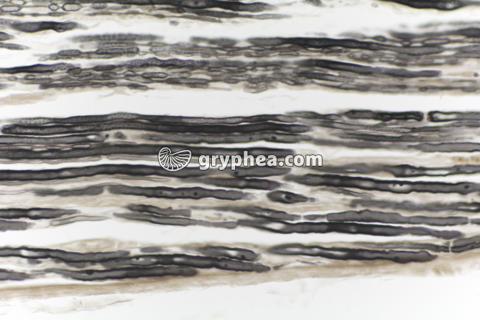 Nerf AO Mammifère CL x100 - gryphea.com